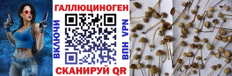 Псилоцибиновые грибы Cubensis  Купить  Северодвинск 